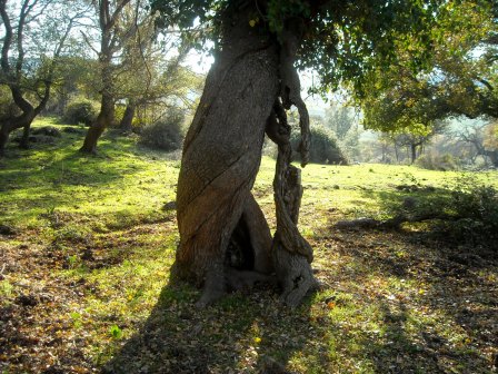 l'albero degli amici