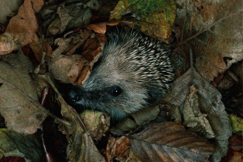 riccio_animale_letargo