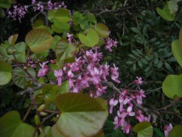 albero-di-giuda-cercis-siliquastrum
